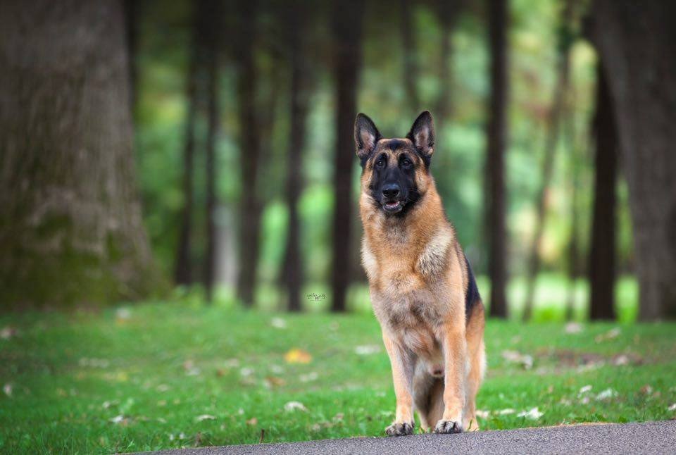 German Shepherds at Gerans, AKC German Shepherd Puppies, German