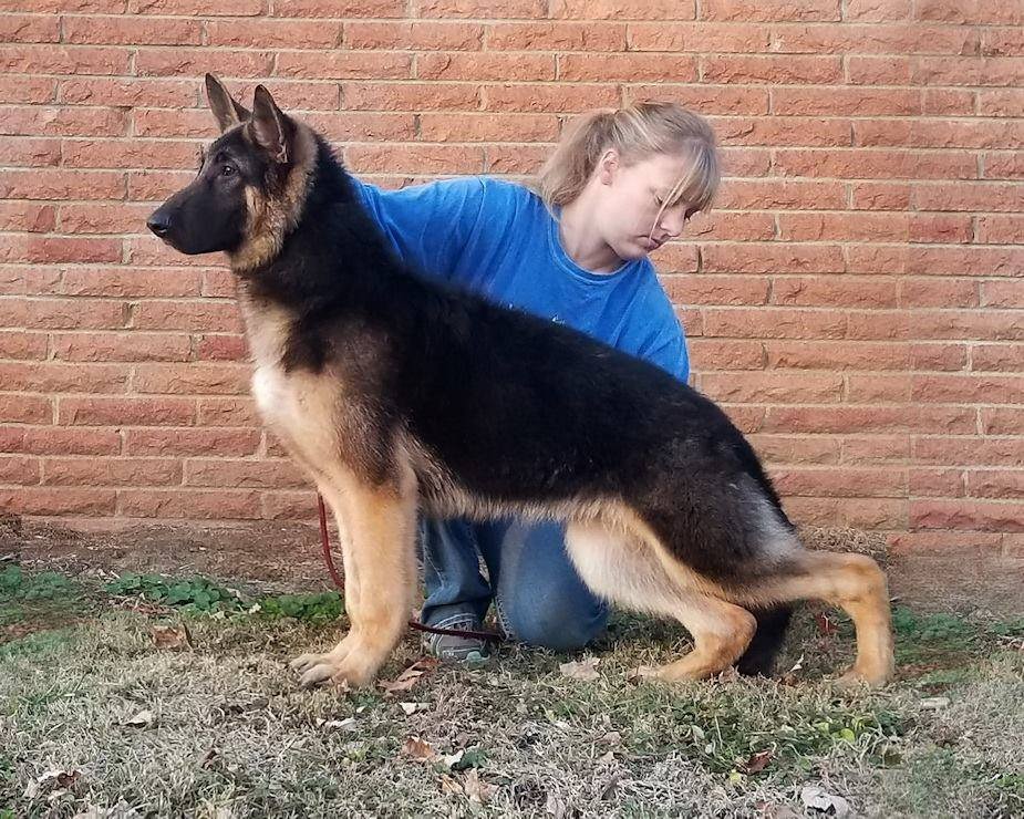 German Shepherds at Gerans, AKC German Shepherd Puppies, German