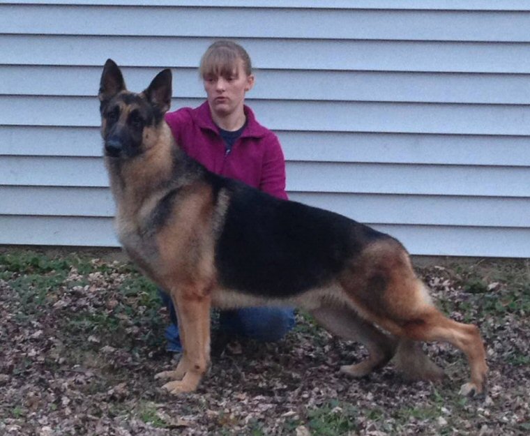 German Shepherds at Gerans, AKC German Shepherd Puppies, German