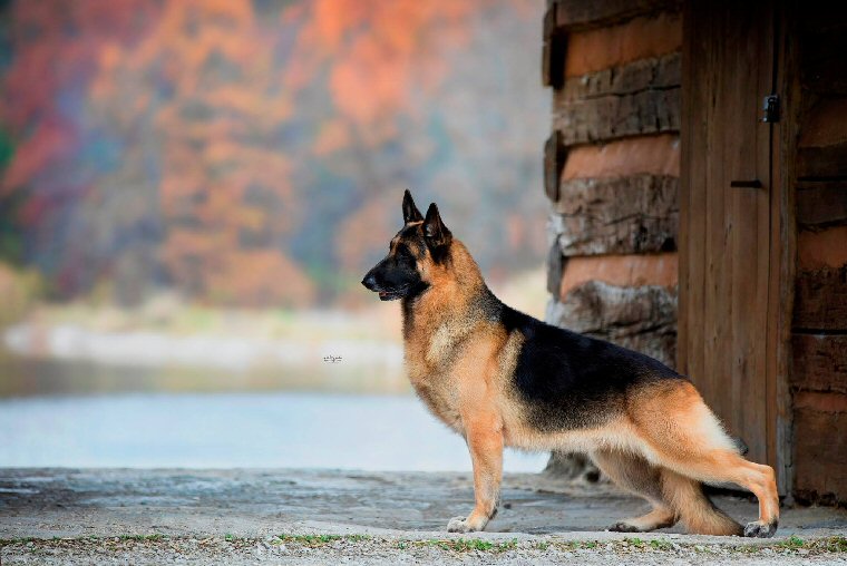 German Shepherds at Gerans, AKC German Shepherd Puppies, German