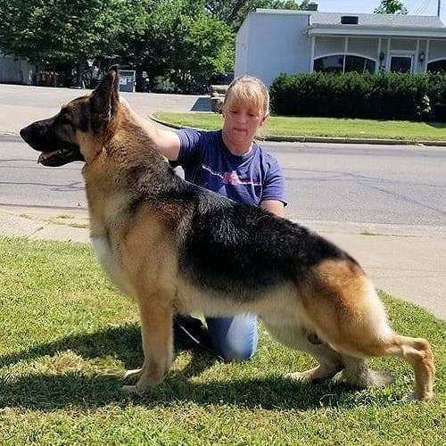 German Shepherds at Gerans, AKC German Shepherd Puppies, German