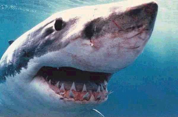 The Shark Gallery Sharks General Overview