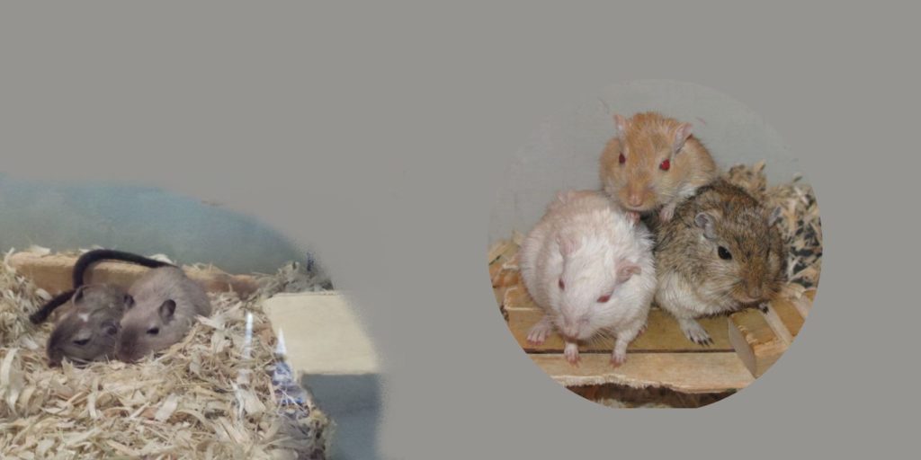 Gerbils for Sale. Gerbil Breeder in Putnam County, New York Gerbil Hub
