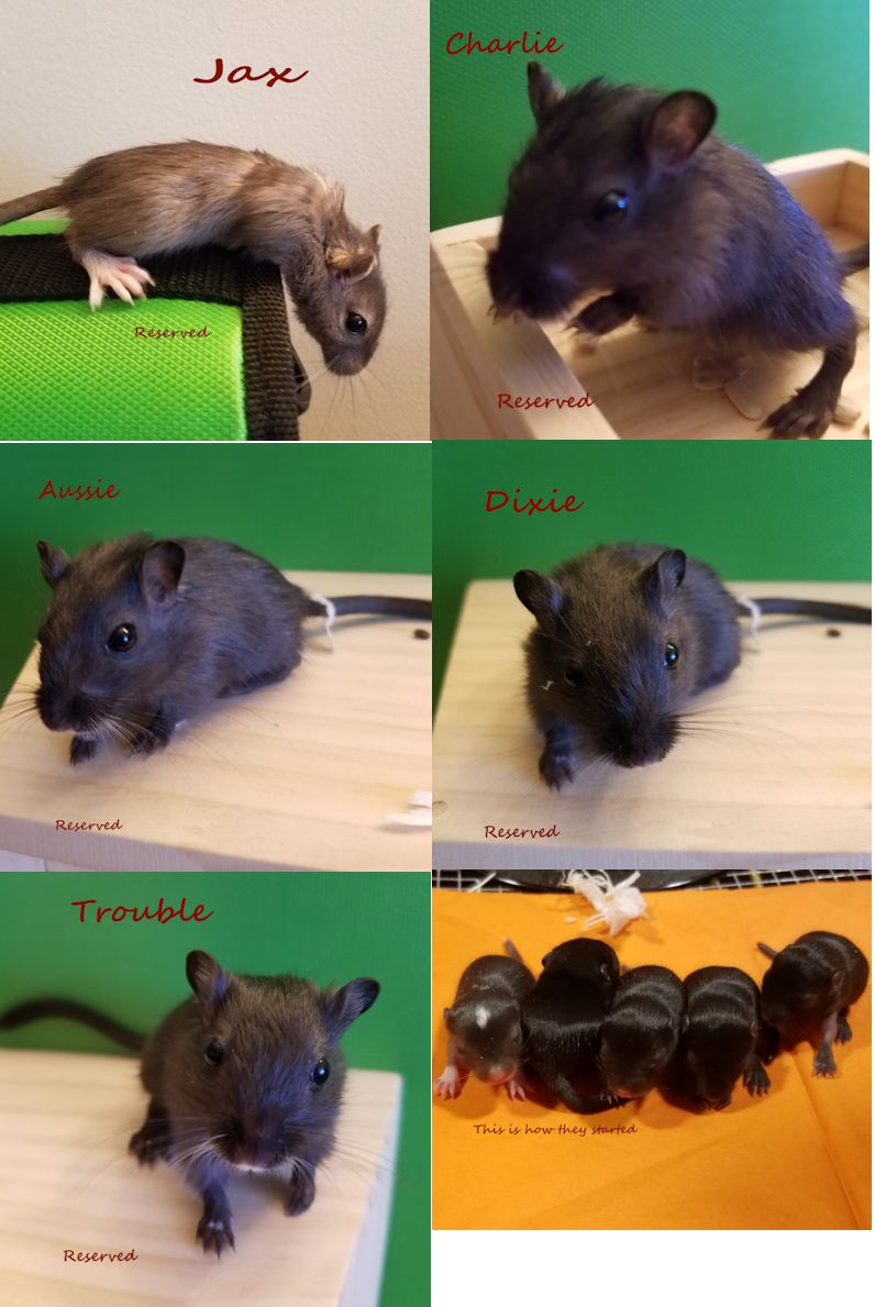 First Gerbil Litter Goes Home Gerbil Hub