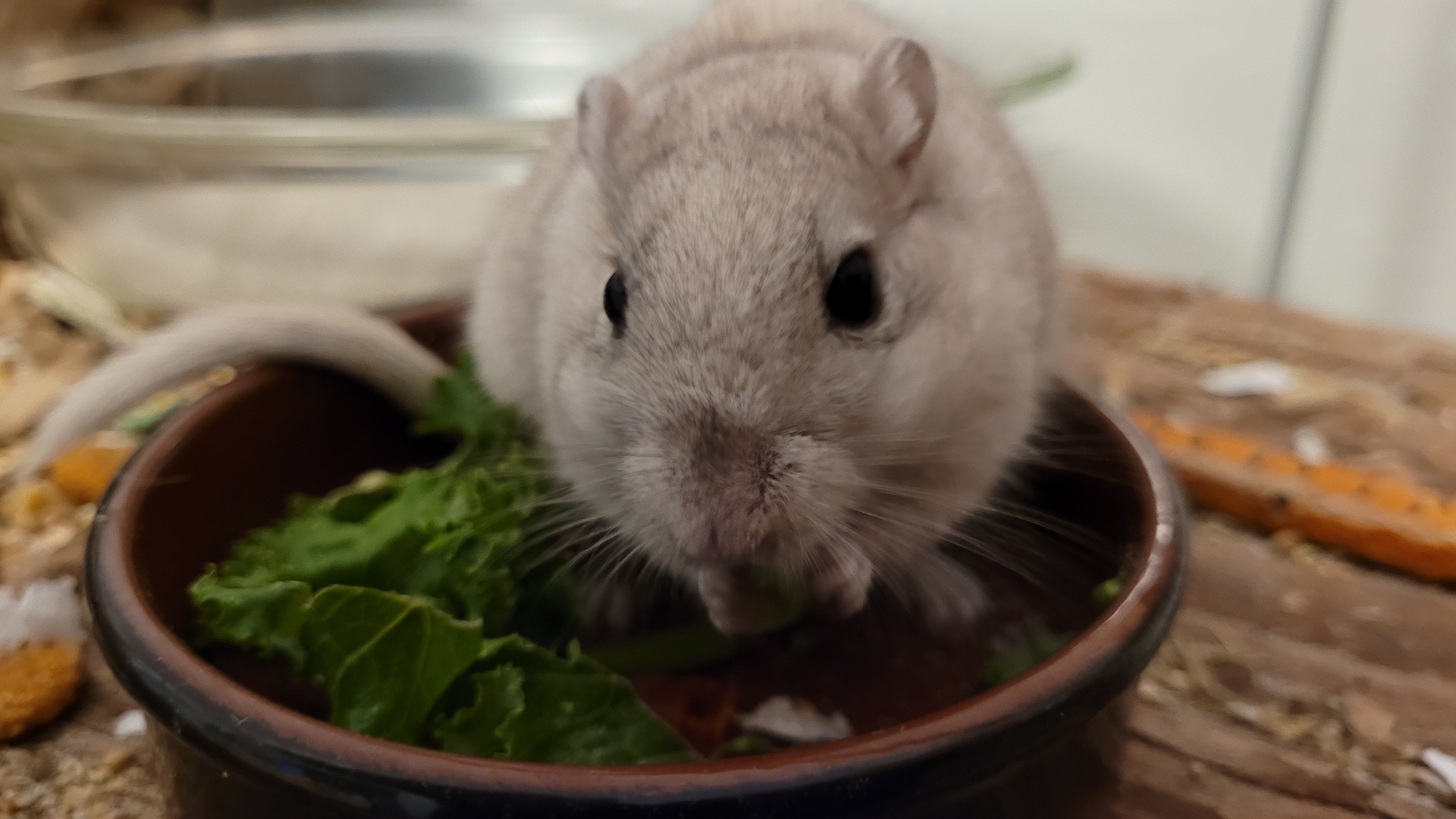 Feeding & treats Gerbil Care