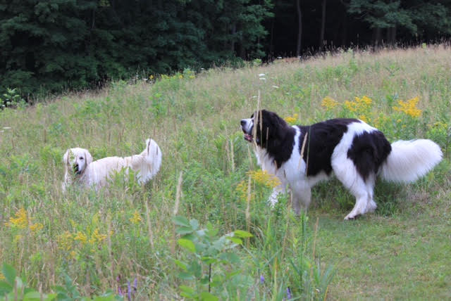 Off the leash : subversive journeys around Vermont