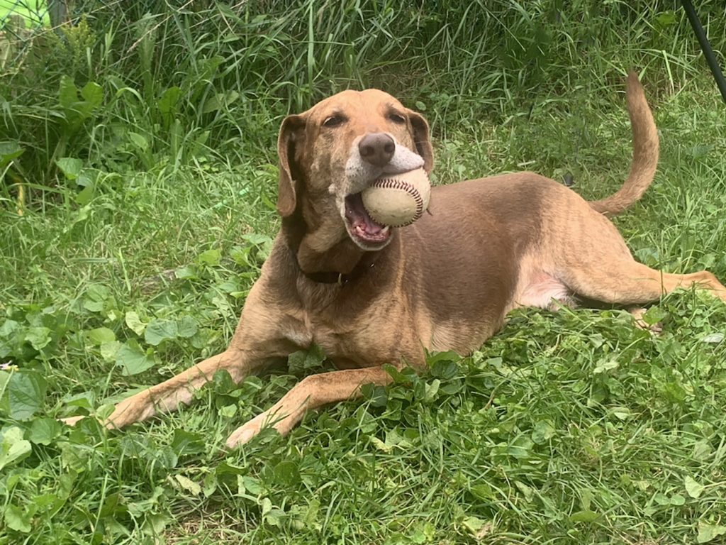 Enzo Adopted Gerdy's Rescues & Adoptions