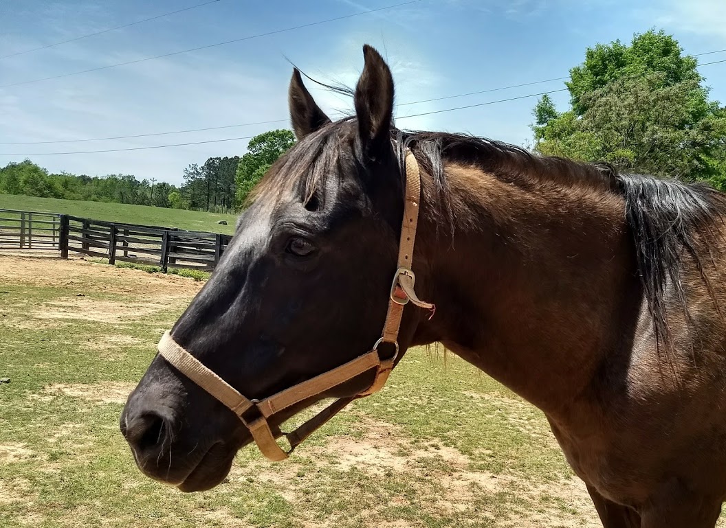 Equines For Adoption Equine Rescue League Horse Rescue