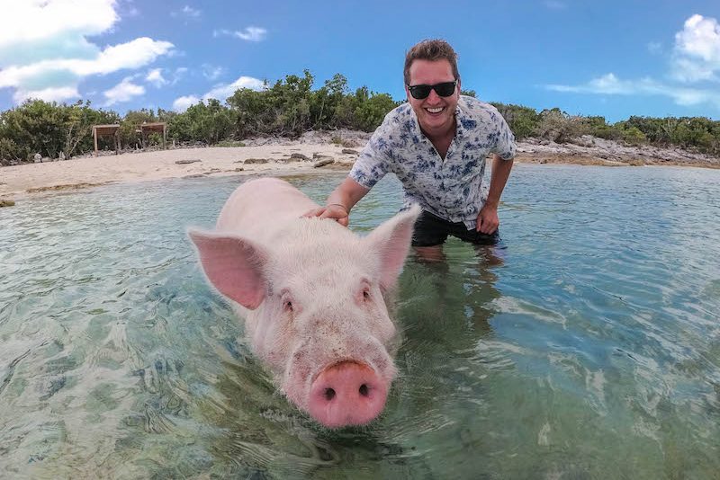 Schwimmende Bahamas Schweine Alles zu den Schweinen der Karibik!