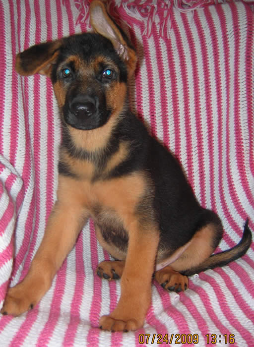 to Kathy's Classy K9s!