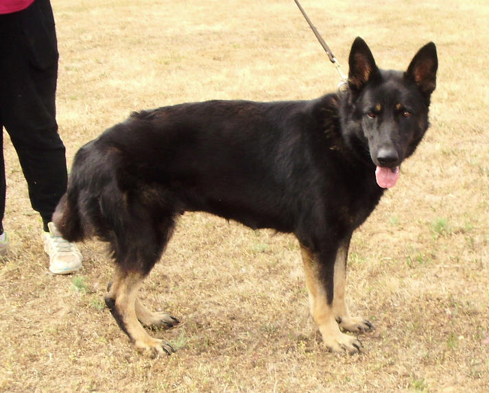 German Shepherd Trainer Near Me Sacramento Dog Training