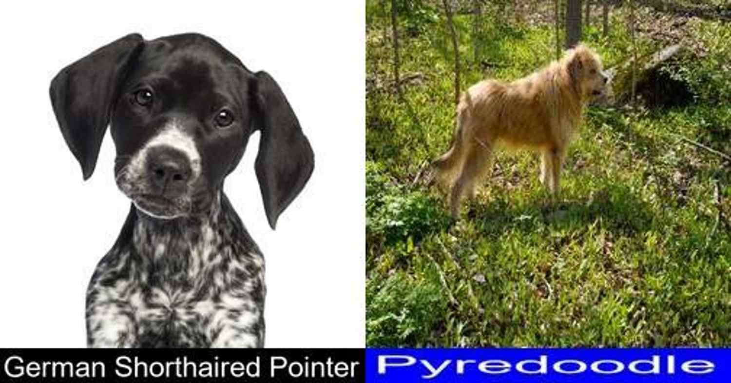 Why you Should Get the German Shorthaired Pointer Instead of the