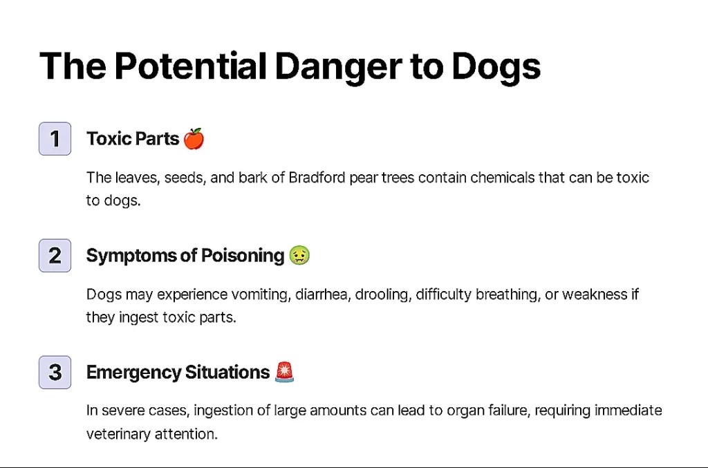 Are Bradford Pear Trees Poisonous To Dogs