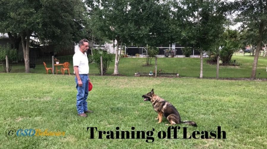 Remote Collar Training for off Leash, How to Get started With an ECollar