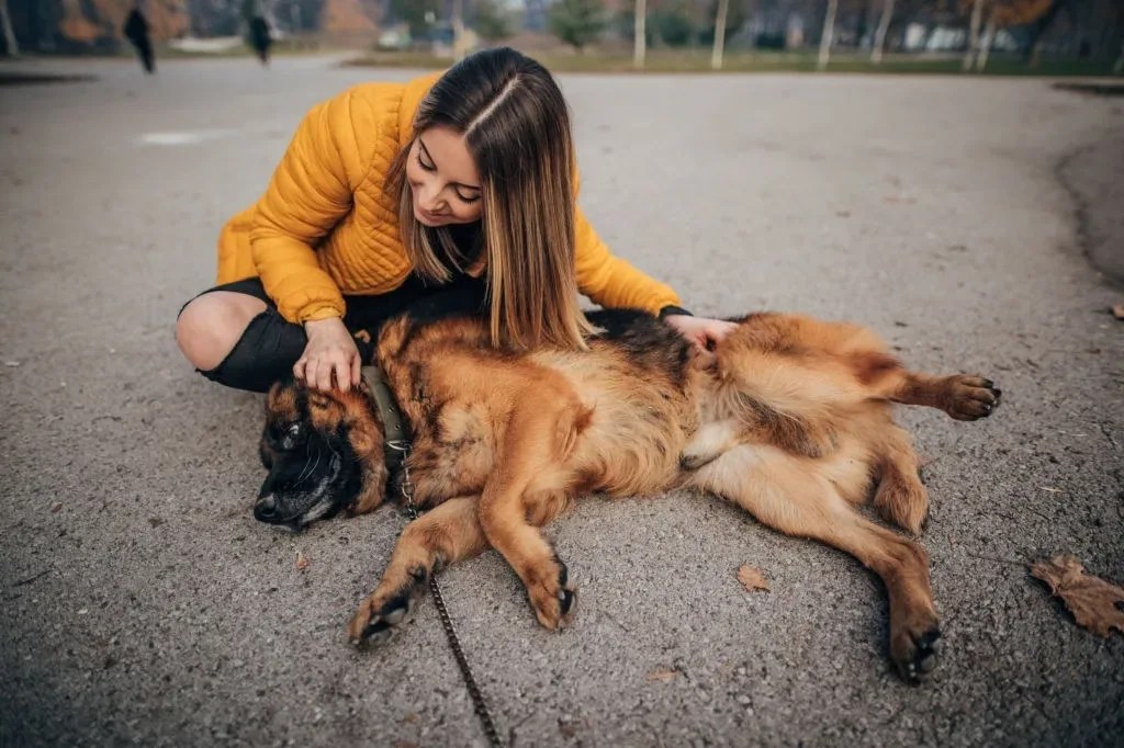 Do German Shepherds Shed all Year? Germanshepherddog.info