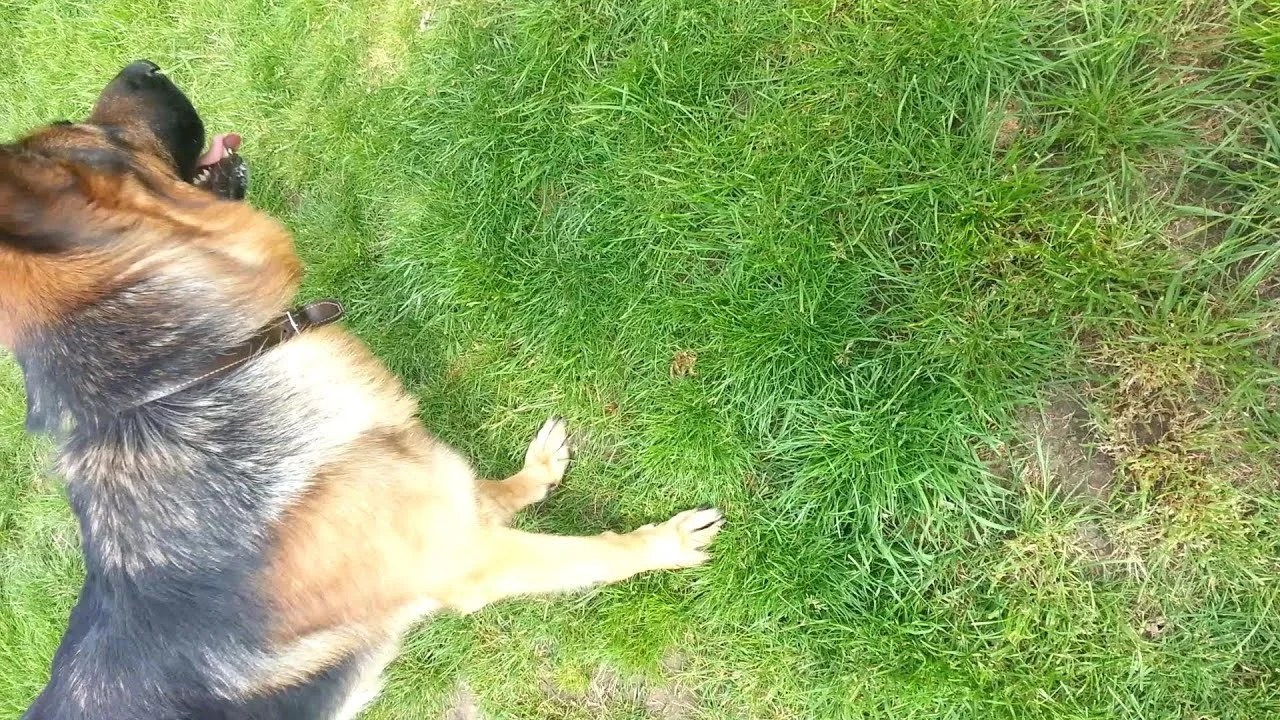 What Happens When a Dog Bites and Eats a Frog