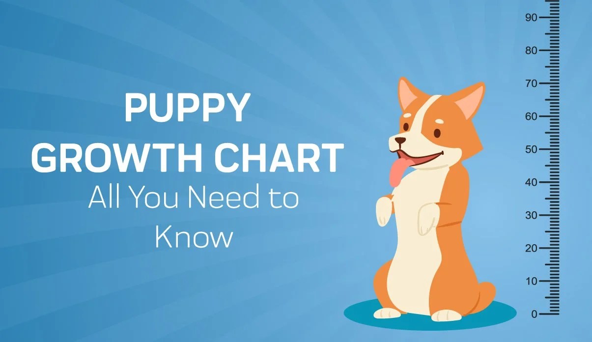 How Big Will My Puppy Get? Puppy Growth Calculator by Size