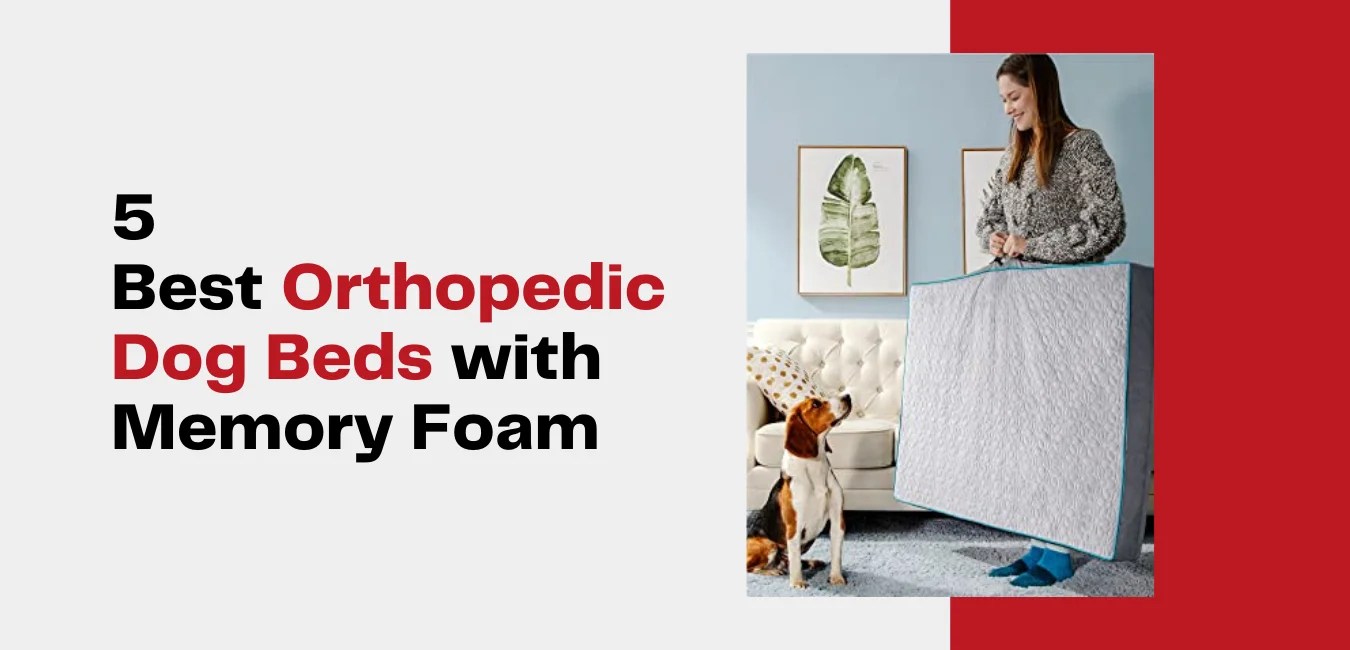 5 Best Orthopedic Dog Beds with Memory Foam [2021 Updated]