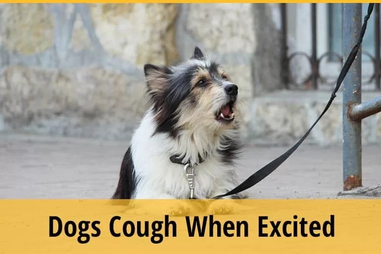 Why does my dog cough when excited? Should I Be Worried?