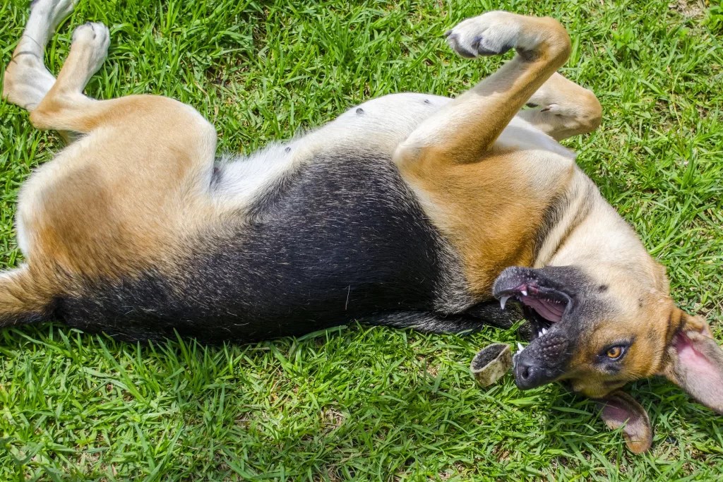6 Reasons Why Your Dog is Shaking & Acting Weird