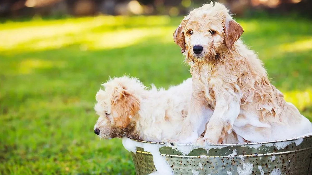Can I Use Baby Shampoo on Dogs? Yes as an Emergency Alternative.