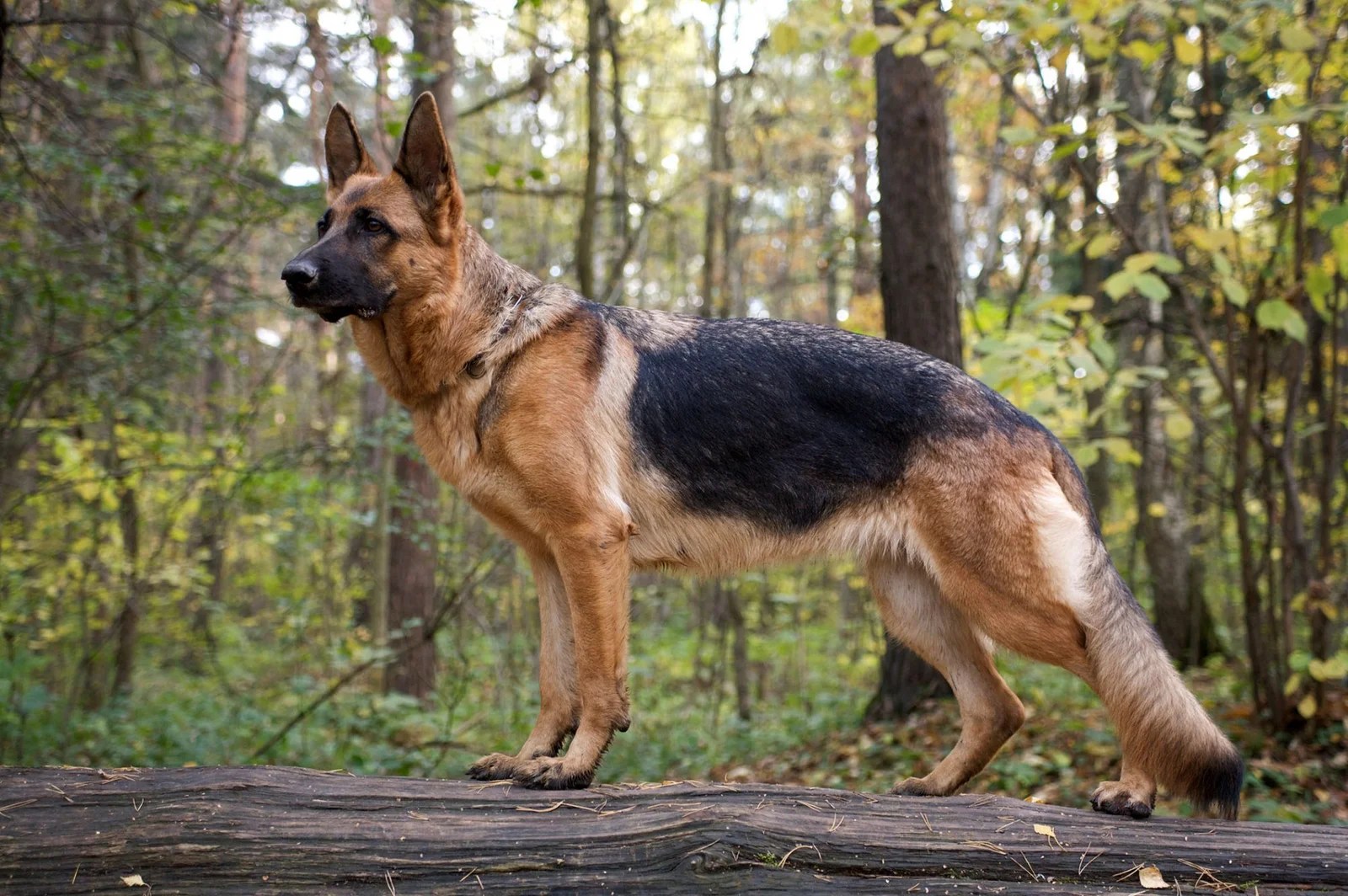 German shepherd Lifespan What is the Average Life Expectancy of a