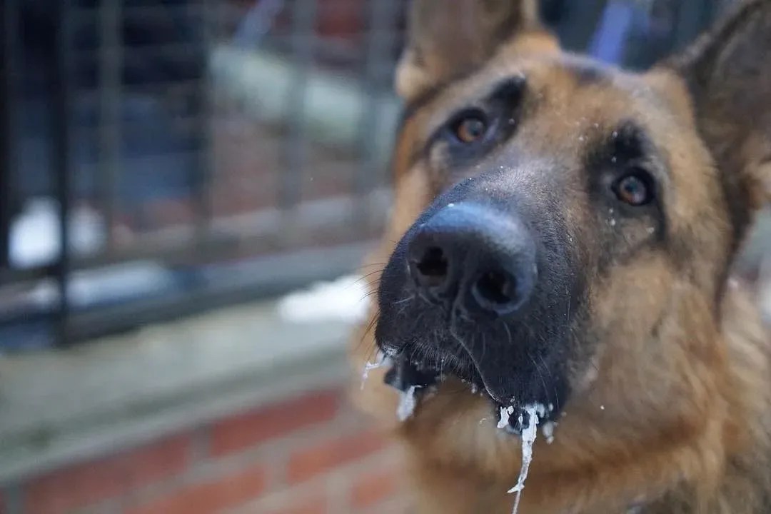 Why is my dog foaming at the mouth?