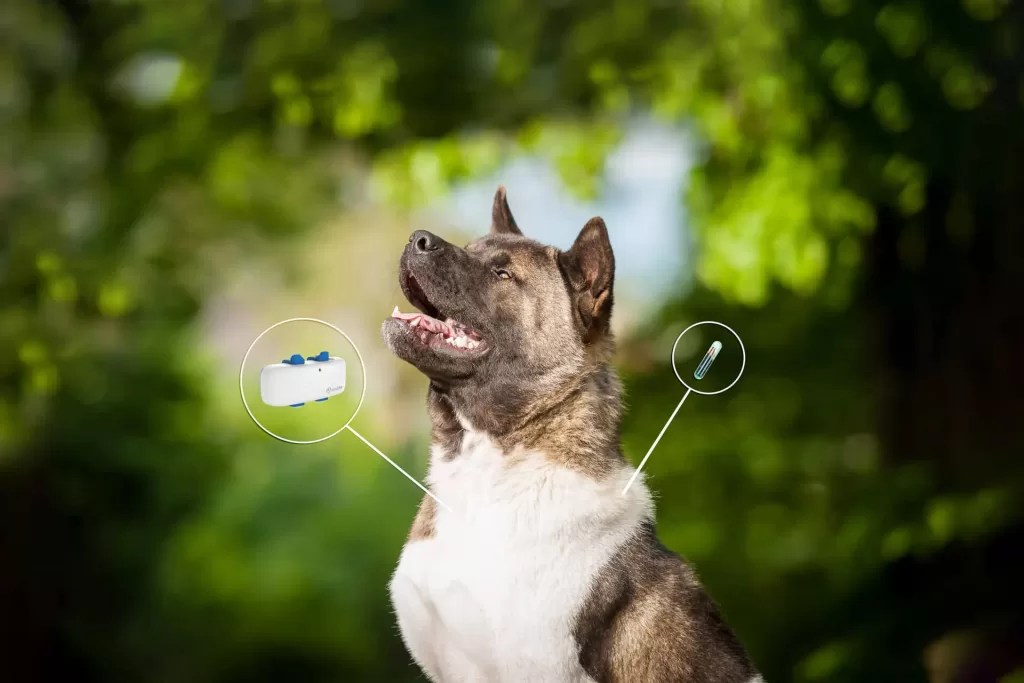 How to Scan a Dog Microchip With Phone