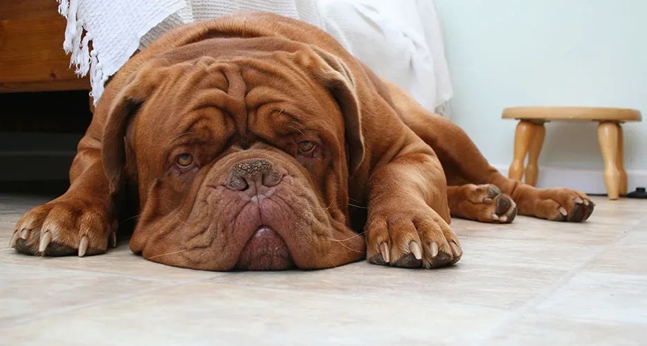 5 Strong Reasons Why Old Dog Not Eating and Sleeping a Lot