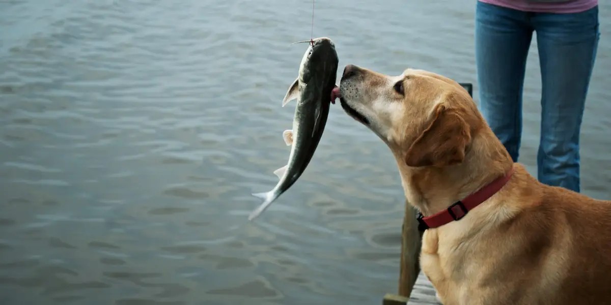 Why Does My Dog Breath Smelling like Fish?