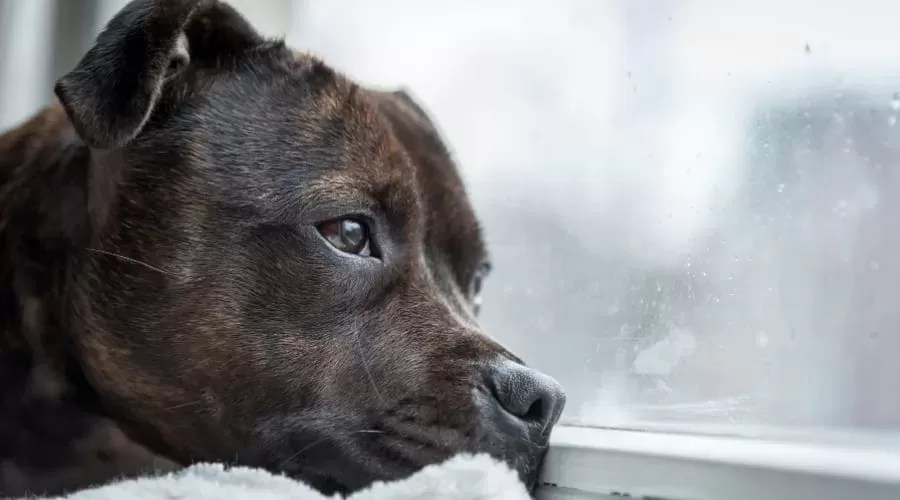 Your Dog Ate Chapstick? Do this right Now!