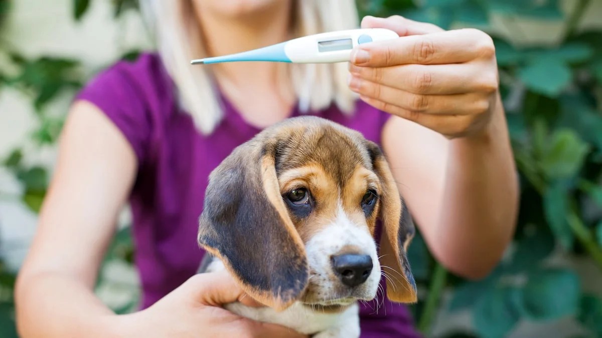 Can you take a dog's temperature with a forehead thermometer?