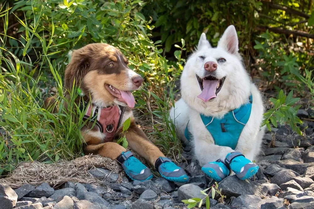 4 Best Dog Boots for Injured Paws Waterproof in UK [Buyer Guide and Tips]