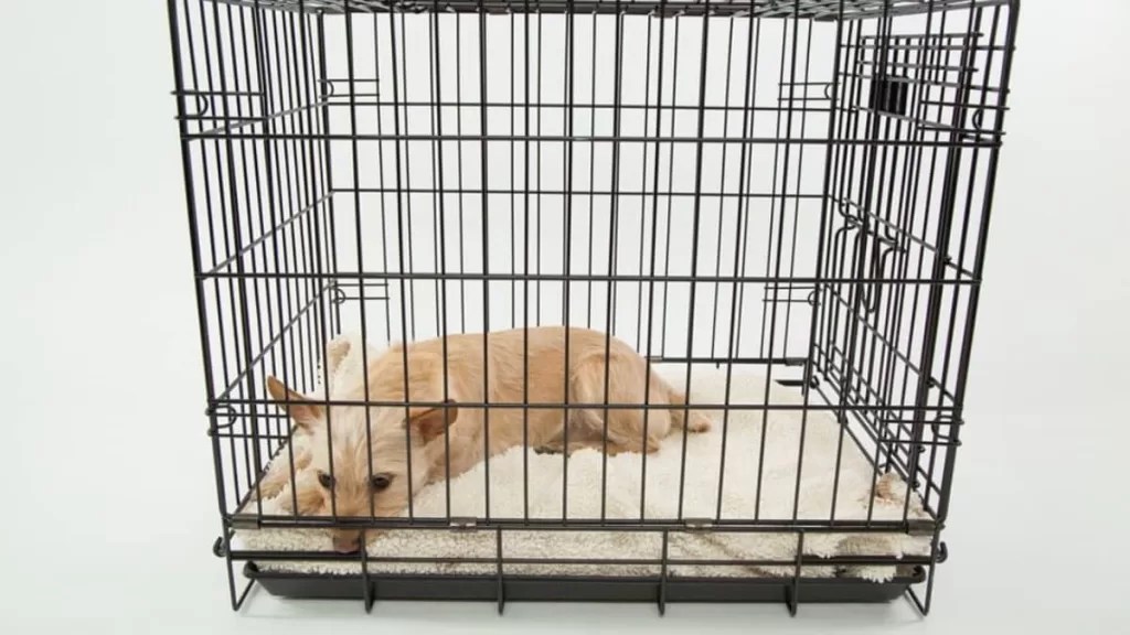 How to Stop Your Dog from Peeing in the Kennel during Rainy Season