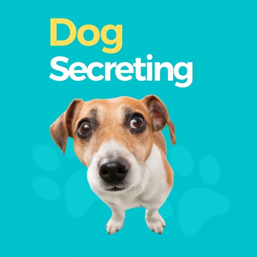 5 possible reasons why female dogs leaking brown fluid from Anus