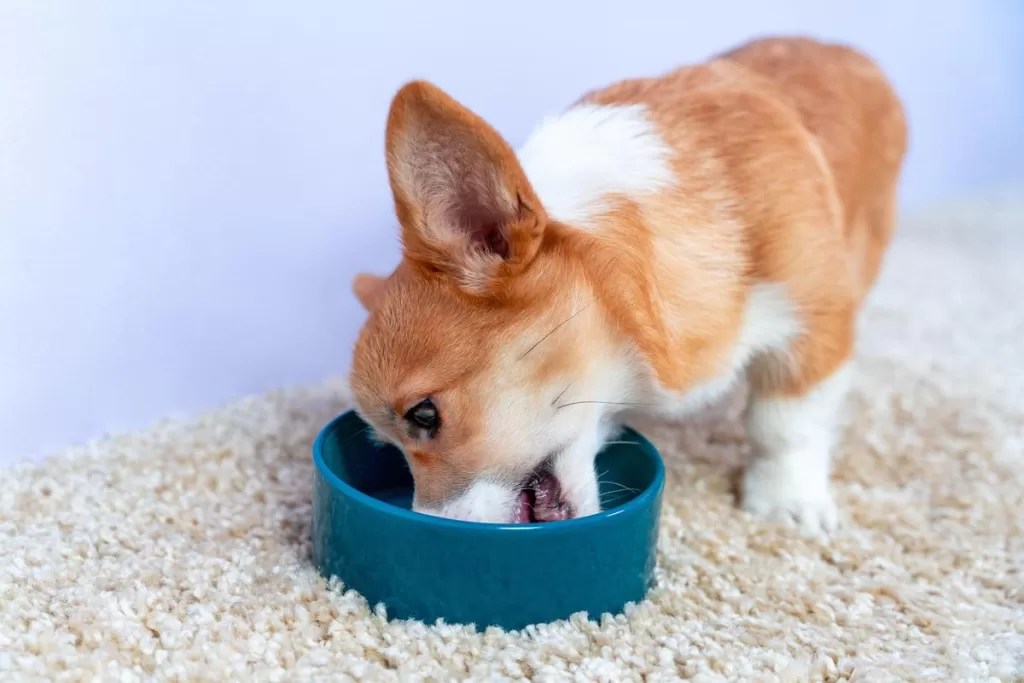 How Long Should You Wait Before Worrying if Your Dog Isn't Eating