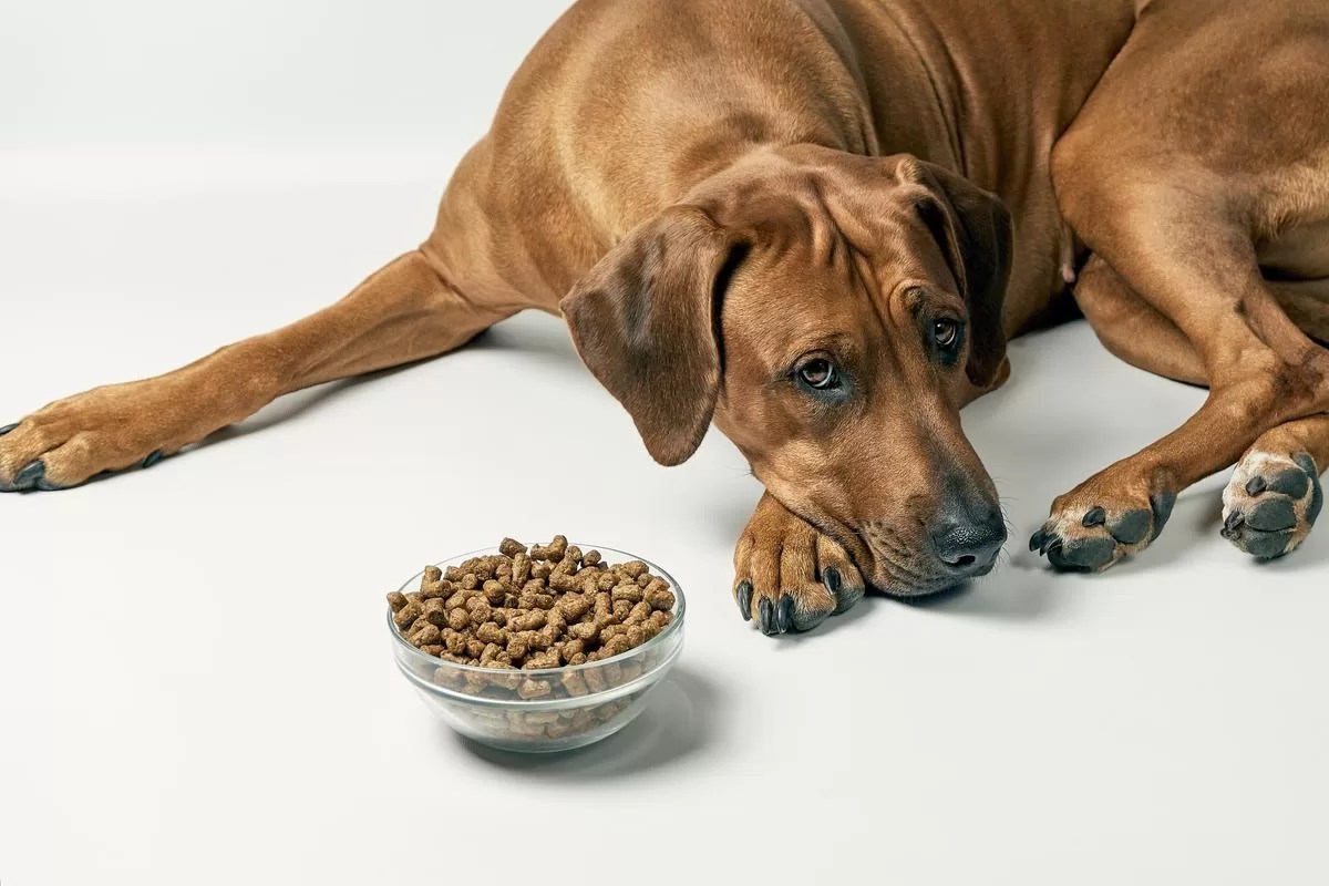 How Long Should You Wait Before Worrying if Your Dog Isn't Eating