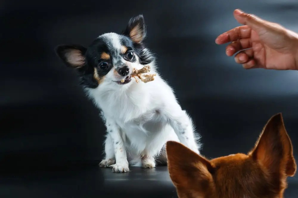Chicken Bone Stuck in My Dog's Teeth Comprehensive Guide to Treat It