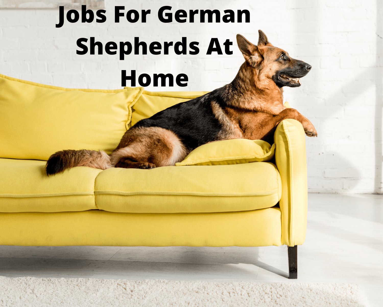 14 Jobs For German Shepherds At Home - German Shepherd Dog HQ
