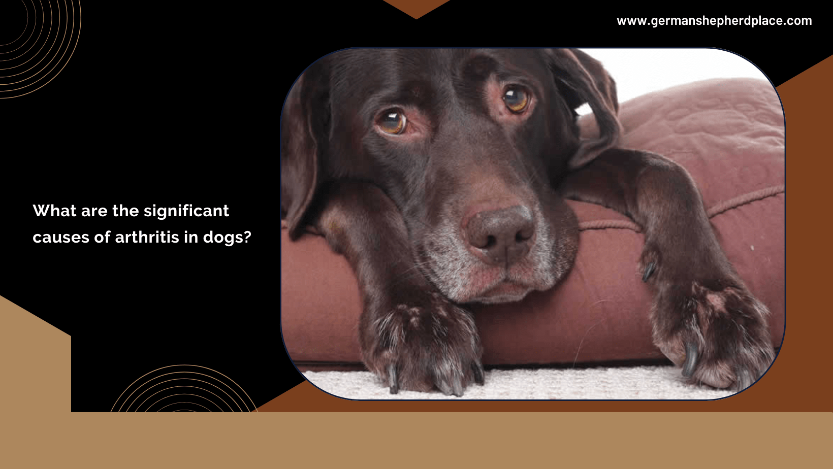 Arthritis in dogs German Shepherd Place