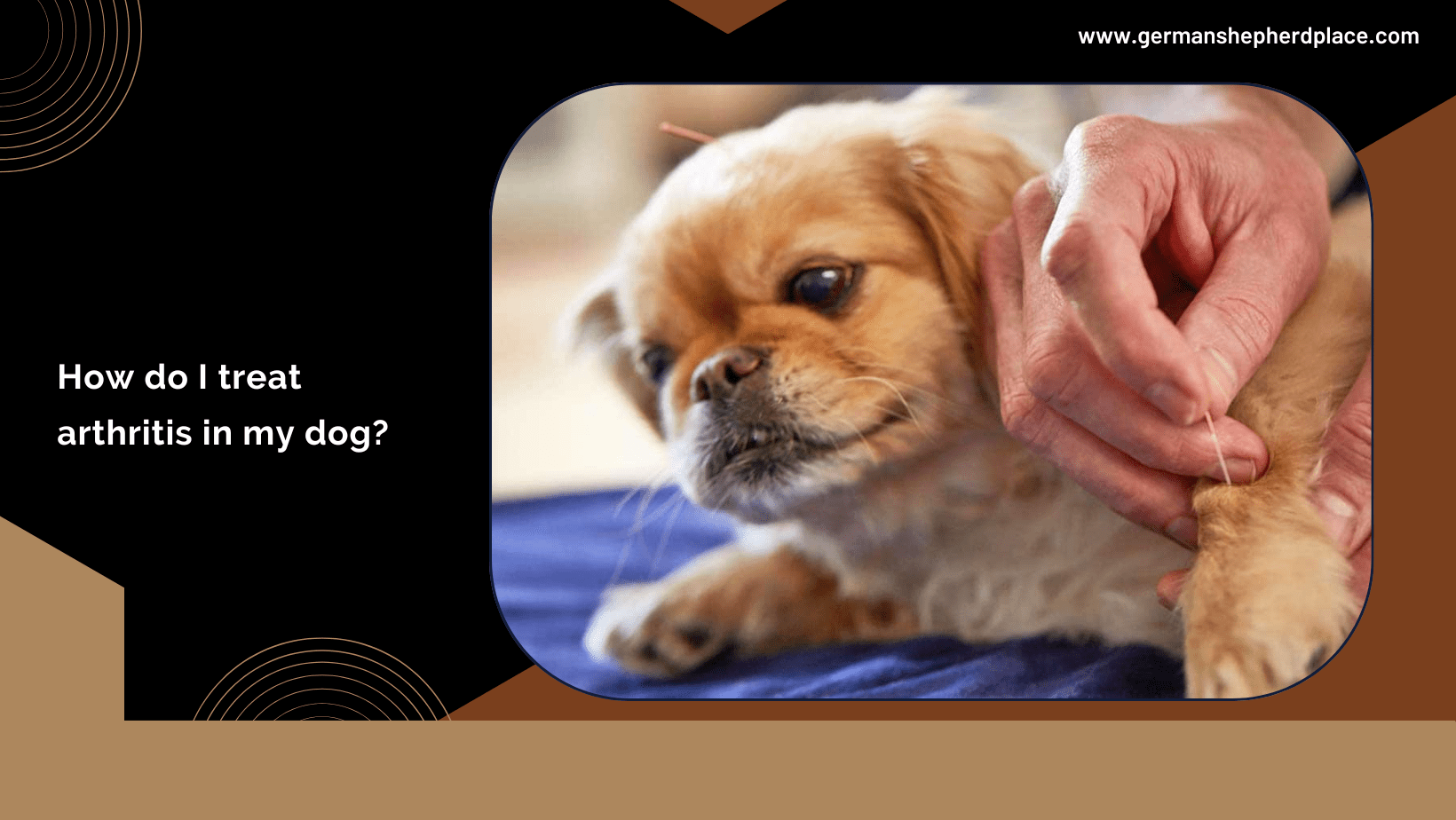 Arthritis in dogs German Shepherd Place