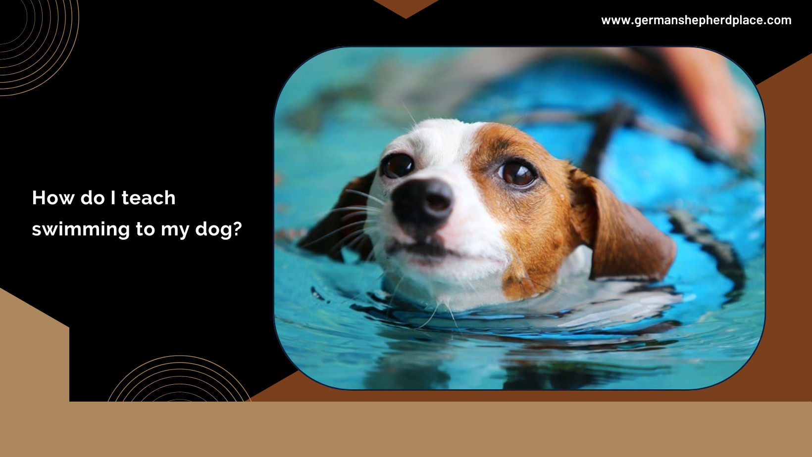 Dog Swimming German Shepherd Place