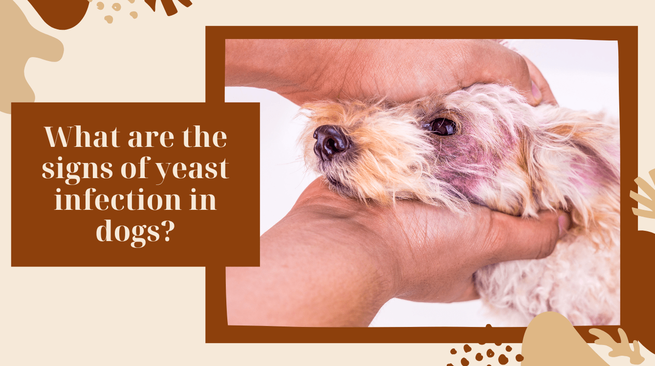 How to treat a yeast infection in dogs? German Shepherd Place