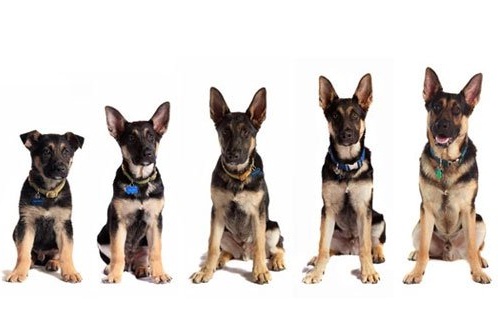 German Shepherd Growth Chart