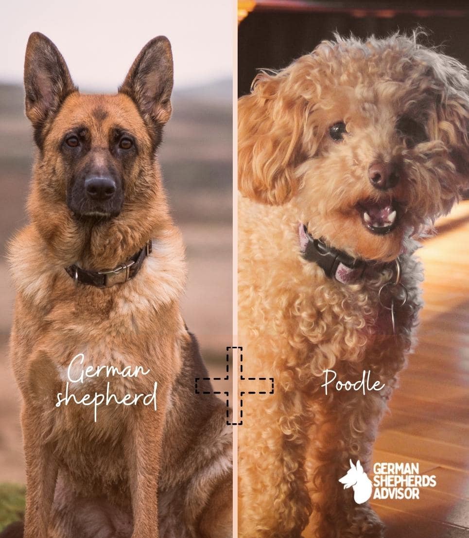 German Shepherd Poodle Mix A Rare Yet Interesting Combo! Mixed