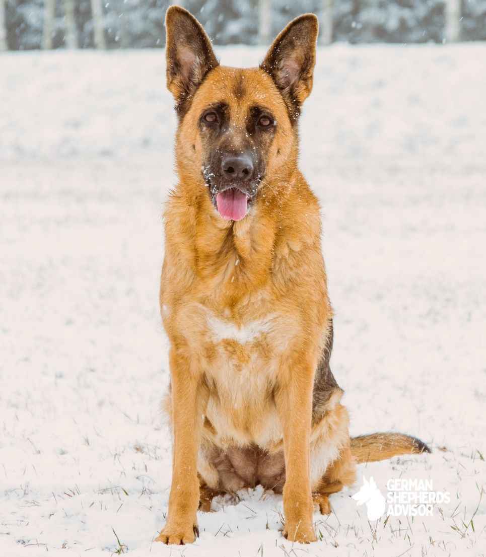 Do german Shepherds Get Cold Fun Facts Breed