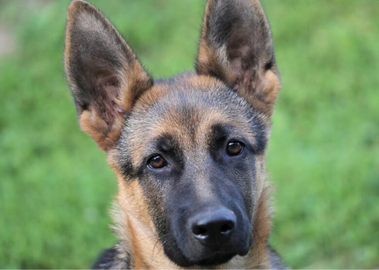 How to clean German Shepherd ears stepbystep guide