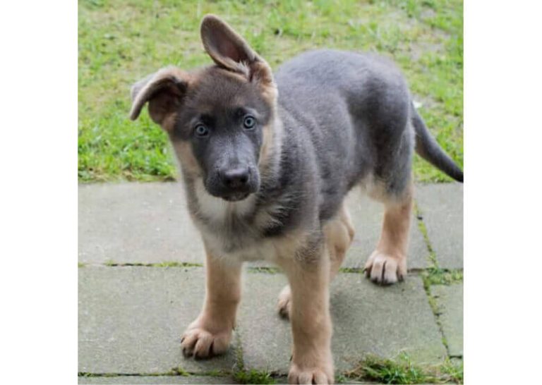 A Blue German Shepherd Dog Everything You Need to Know