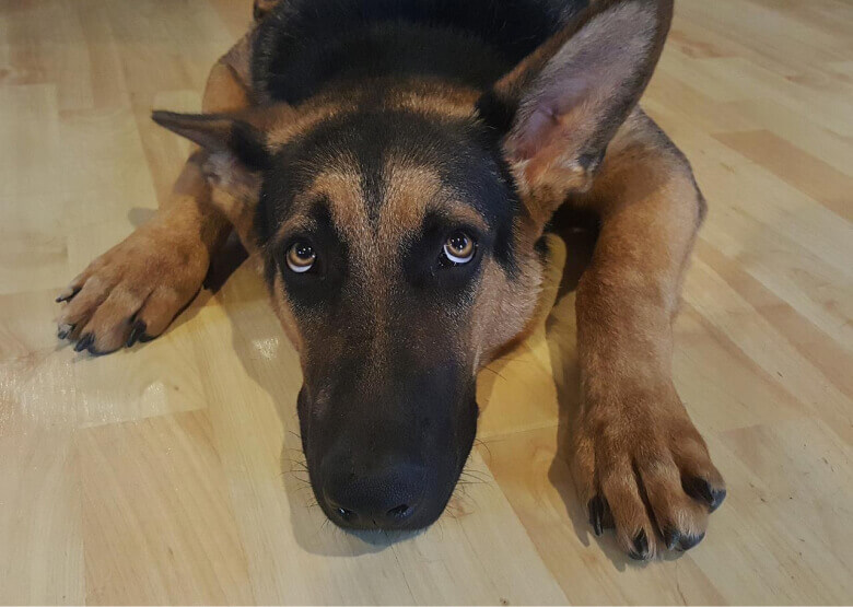 Why Does My German Shepherd Whine? Answers and Tips