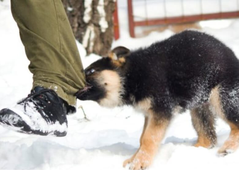 How To Stop German Shepherd Puppy From Biting